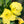 Evening Primrose Seeds For Planting (Oenothera lamarckiana)