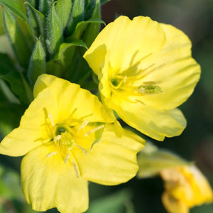 Evening Primrose Seeds For Planting (Oenothera lamarckiana)
