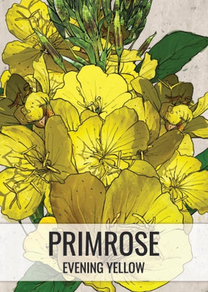 Evening Primrose Seeds For Planting (Oenothera lamarckiana)