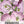 Showy Evening Primrose Seeds For Planting (Oenothera speciosa)
