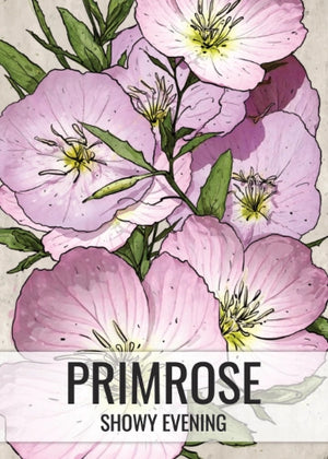 Showy Evening Primrose Seeds For Planting (Oenothera speciosa)