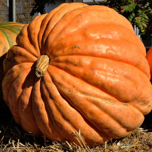 Atlantic Giant Pumpkin Seeds For Planting (Cucurbita maxima)