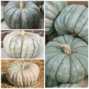 Blue Jarrahdale Pumpkin Seeds For Planting (Cucurbita maxima)