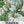Blue Jarrahdale Pumpkin Seeds For Planting (Cucurbita maxima)