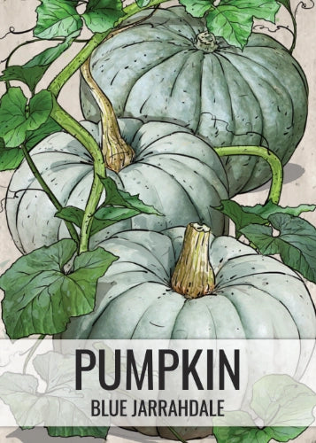 Blue Jarrahdale Pumpkin Seeds For Planting (Cucurbita maxima)
