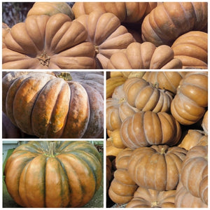 Fairytale Pumpkin Seeds For Planting (Cucurbita moschata)