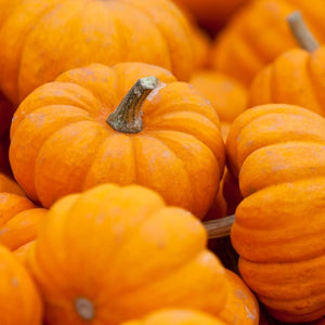 Jack Be Little Pumpkin Seeds For Planting (Cucurbita pepo)