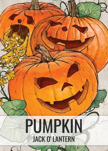 Jack O Lantern Pumpkin Seeds For Planting (Cucurbita pepo)