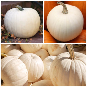 Lumina White Pumpkin Seeds For Planting (Cucurbita maxima)