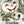 Lumina White Pumpkin Seeds For Planting (Cucurbita maxima)