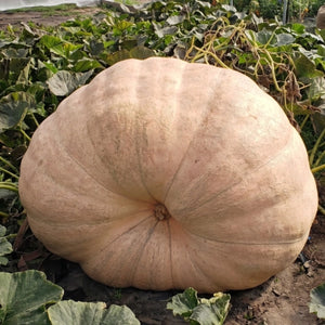 Pacific Giant Pumpkin (Cucurbita maxima)