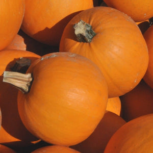Small Sugar Pie Pumpkin Seeds For Planting (Cucurbita pepo)