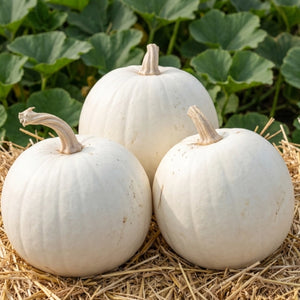 Casper Pumpkin Seeds For Planting (Cucurbita pepo)