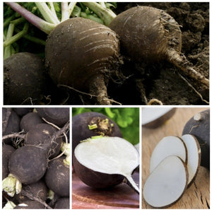 Black Spanish Radish Seeds For Planting (Raphanus sativus)