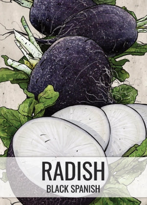 Black Spanish Radish Seeds For Planting (Raphanus sativus)