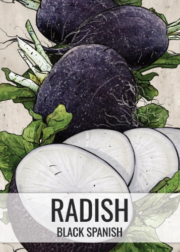 Black Spanish Radish Seeds For Planting (Raphanus sativus)