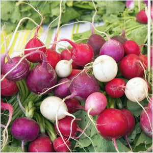 Easter Egg Radish Seeds For Planting (Raphanus sativus)