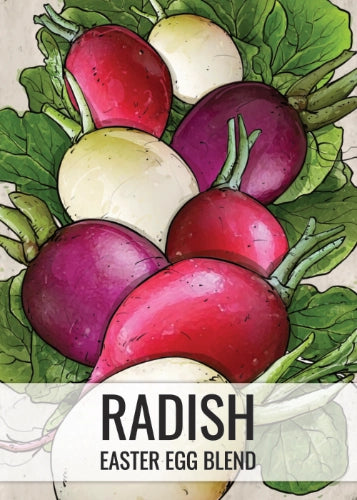 Easter Egg Radish Seeds For Planting (Raphanus sativus)