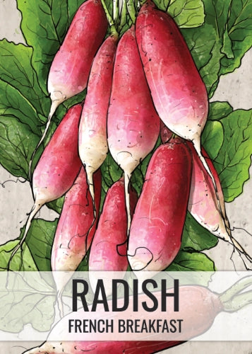 French Breakfast Radish Seeds For Planting (Raphanus sativus)