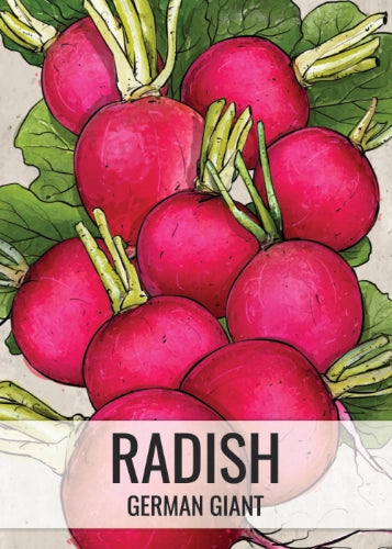 German Giant Radish Seeds For Planting (Raphanus sativus)