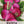 Purple Plum Radish Seeds For Planting (Raphanus sativus)
