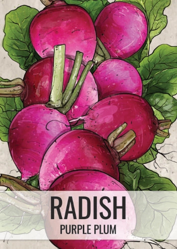 Purple Plum Radish Seeds For Planting (Raphanus sativus)