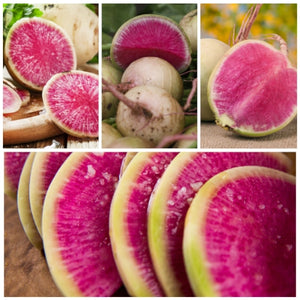 Watermelon Radish Seeds For Planting (Raphanus sativus)
