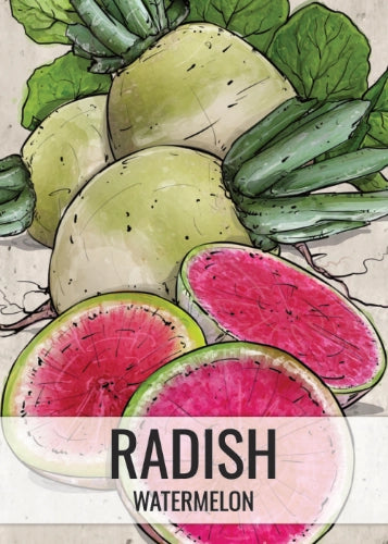 Watermelon Radish Seeds For Planting (Raphanus sativus)