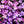 Purple Rockcress Groundcover Seeds For Planting (Aubrieta deltoidea)
