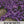 Purple Rockcress Groundcover Seeds For Planting (Aubrieta deltoidea)