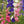 Rocket Larkspur Seeds For Planting (Delphinium consolida)