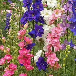 Rocket Larkspur Seeds For Planting (Delphinium consolida)