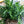 Rosemary Herb Seeds For Planting (Rosemarinus officinalis)