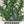 Rosemary Herb Seeds For Planting (Rosemarinus officinalis)