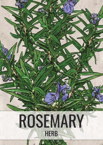 Rosemary Herb Seeds For Planting (Rosemarinus officinalis)