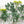 Rue Herb Seeds For Planting (Ruta graveolens)
