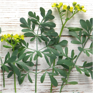 Rue Herb Seeds For Planting (Ruta graveolens)