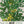 Rue Herb Seeds For Planting (Ruta graveolens)