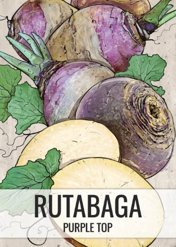 Purple Top Rutabaga Seeds For Planting (Brassica napus)