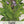 Sage Herb Seeds For Planting (Salvia officinalis)