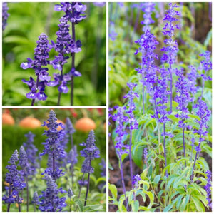Sapphire Sage Seeds For Planting / Sapphire Salvia (Salvia farinacea)