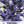 Sapphire Sage Seeds For Planting / Sapphire Salvia (Salvia farinacea)
