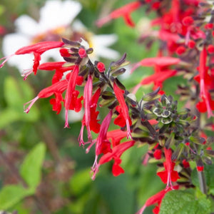 Scarlet Sage Seeds For Planting / Scarlet Salvia (Salvia coccinea)