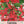 Scarlet Sage Seeds For Planting / Scarlet Salvia (Salvia coccinea)