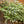 Summer Savory Herb Seeds For Planting (Satureja hortensis)
