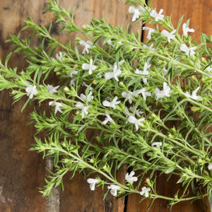 Summer Savory Herb Seeds For Planting (Satureja hortensis)