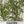 Summer Savory Herb Seeds For Planting (Satureja hortensis)