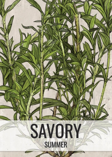 Summer Savory Herb Seeds For Planting (Satureja hortensis)
