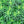 Winter Savory Herb Seeds For Planting (Satureja montana)