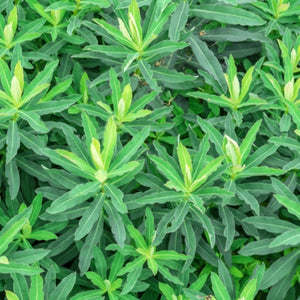 Winter Savory Herb Seeds For Planting (Satureja montana)